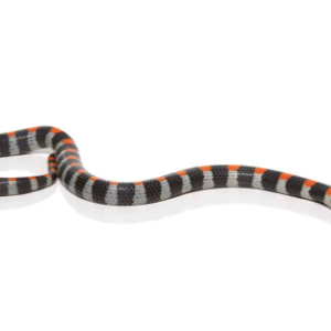 black banded snake for sale.png