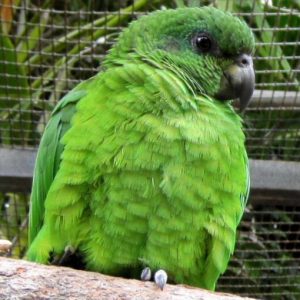 black billed amazon for sale.jpg