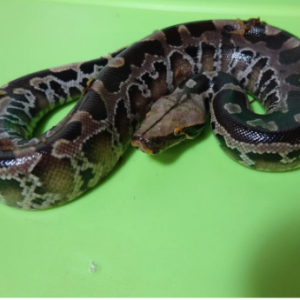 black blood python for sale.png