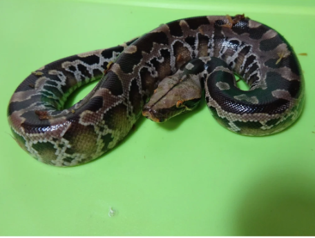 black blood python for sale.png black blood python for sale.png