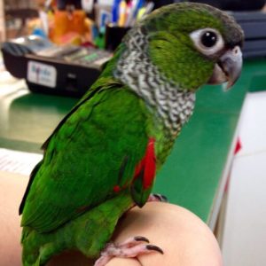 black capped conure for sale.jpg