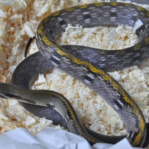 black copper ratsnake for sale.jpeg