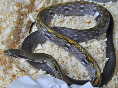 black copper ratsnake for sale.jpeg black copper ratsnake for sale.jpeg