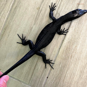 black dragon water monitor for sale.png
