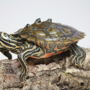 black knobbed map turtle for sale.png
