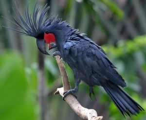 black palm cockatoo for sale.jpg