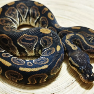 black pastel ball python for sale.png