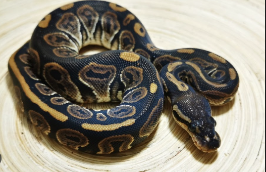 black pastel ball python for sale.png black pastel ball python for sale.png