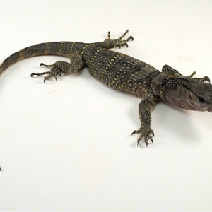 black roughneck monitor for sale.png