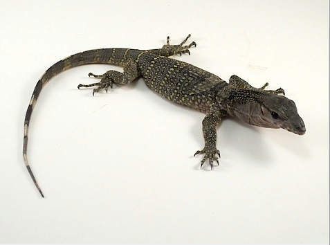black roughneck monitor for sale.png black roughneck monitor for sale.png