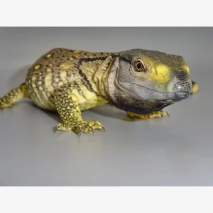 black throat monitor baby for sale 1800x1800.webp