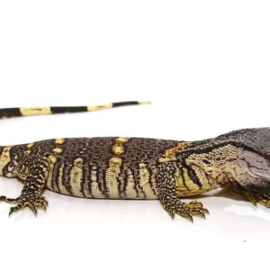 black throat monitor for sale.png