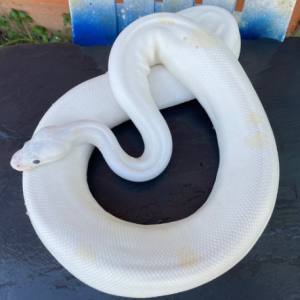 black eyed leucistic ball python for sale.png
