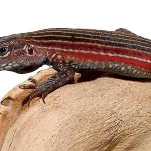 blackbelly racerunner lizard.png