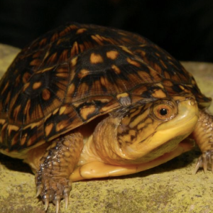 blandings turtle for sale .png