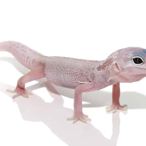 blizzard leopard gecko for sale.png