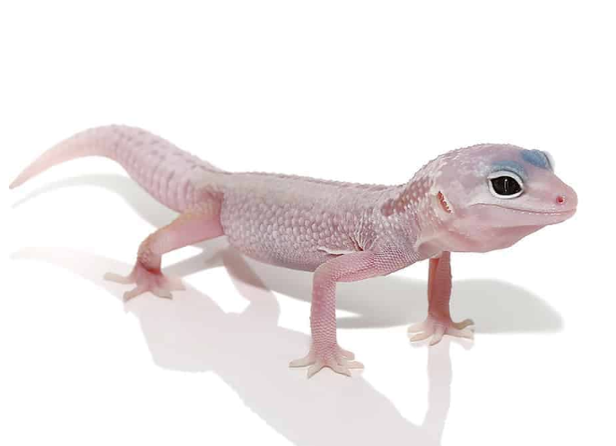 blizzard leopard gecko for sale.png blizzard leopard gecko for sale.png