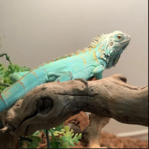 blue axanthic iguana for sale 1.png