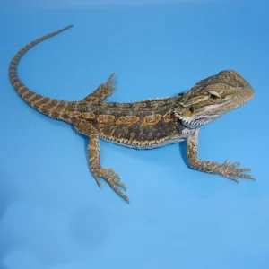 blue bar bearded dragons.webp