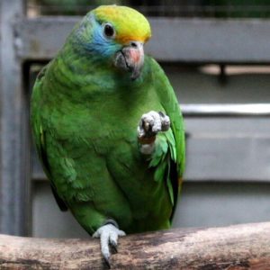 blue cheeked amazon for sale.jpg
