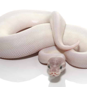 blue eye leucistic ball python.png