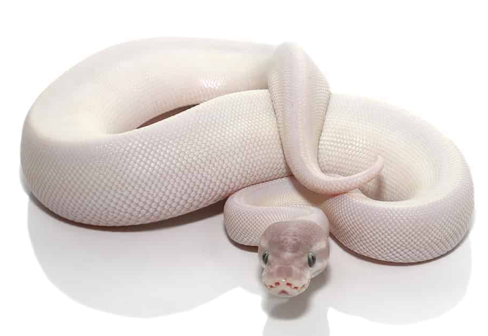 blue eye leucistic ball python.png blue eye leucistic ball python.png