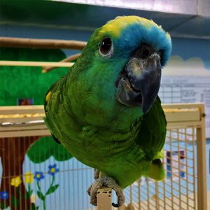 blue front amazon for sale.jpg