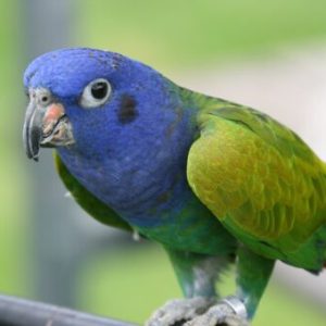 blue headed pionus for sale.jpg