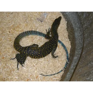 blue tail monitor 1800x1800.webp
