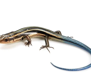 blue tail skink for sale.png