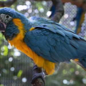 blue throated macaw for sale.jpg