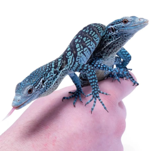 blue tree monitor for sale.png