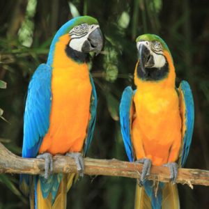 blue and gold macaw for sale.jpg
