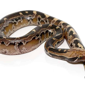 borneo blood python.png