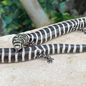brazilian galliwasp for sale.png