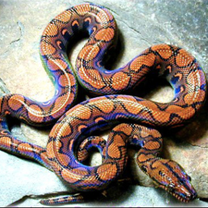 brazilian rainbow boa for sale 1 1.png