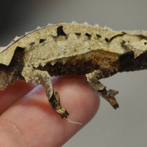 brookesia brygooi.jpeg