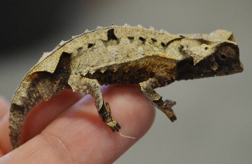 brookesia brygooi.jpeg brookesia brygooi.jpeg