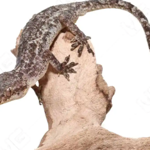 brooks gecko for sale.png