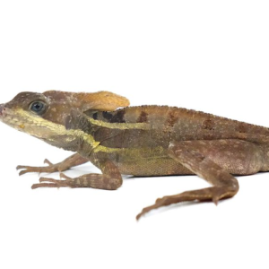 brown basilisk for sale.png