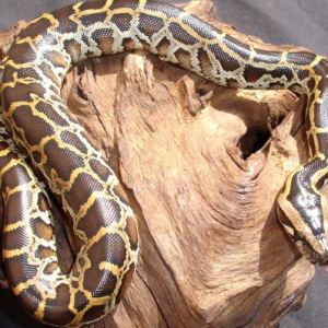 burmese python for sale.png