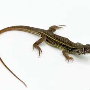 butterfly agama for sale.png
