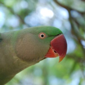buy alexandrine parakeet online.jpeg