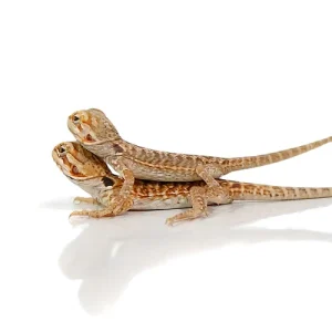 buy baby silky bearded dragons.webp