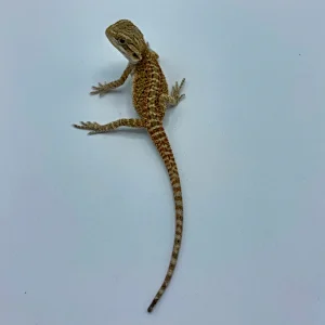 buy dunner bearded dragons.webp