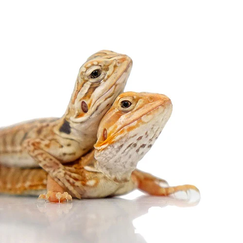 buy fancy colored bearded dragons online.webp buy fancy colored bearded dragons online.webp