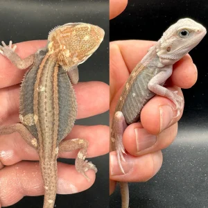 buy high end paradigm bearded dragons.webp