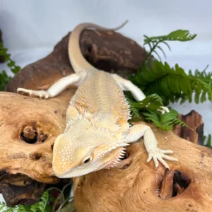 buy hypo bold citrus bearded dragons online.webp