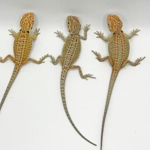 buy hypo genetic stripe bearded dragons online.webp