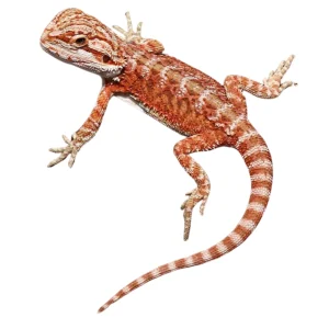 buy hypo inferno bearded dragons online.webp